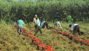 As “camas quentes” e o “trabalho de barracão”
