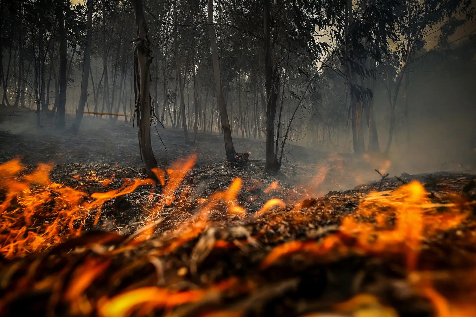 13% mais incêndios registados face ao ano anterior. Monocultura de eucalipto, mineração predatória e latifúndio figuram entre os responsáveis.